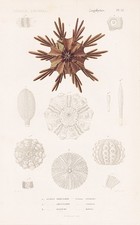 Seeigel Echinus tribuloides