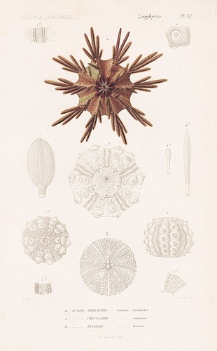 Seeigel echinus tribuloides - seeigel,