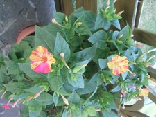 20 Samen "Wunderblume"