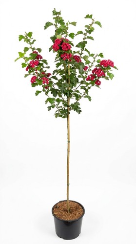 Rotdorn crataegus laev - -,