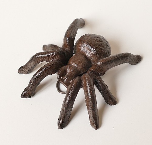 Spinne vogelspinne tarantel - spinne,
