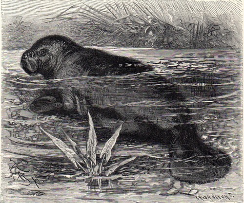 Amerikanische manati 1894 - amerikanische,