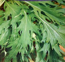 500 Samen Mizuna Green Asia