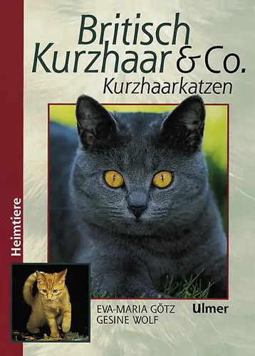 Britisch kurzhaar co - britisch, &