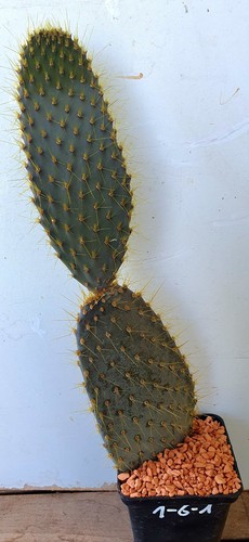 Opuntia galapageia santa - opuntia,