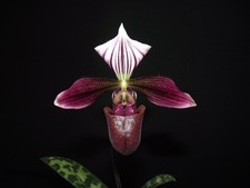 Paphiopedilum purpuratum 'Type Tuyen Quang'  01
