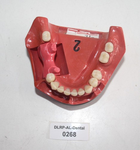 Dent schaumodell 2 - go,