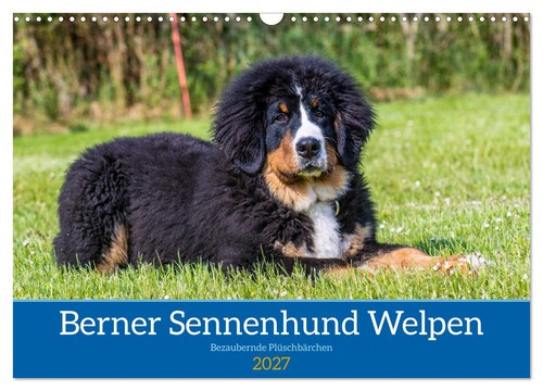 Berner sennenhund welpen - sennenhund,