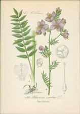 Chromolithographie : Blaue Himmelsleiter. Polemonium caeruleum L. Polemoniaceae.