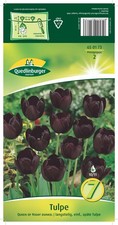 Tulpe "Queen of Night" dunkel    Blumenzwiebeln   Quedlinburger