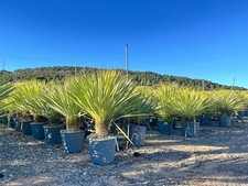 Sunny Tree - Yucca Rostrata -