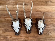 3 Geweihe Wild/Reh/Rotwild