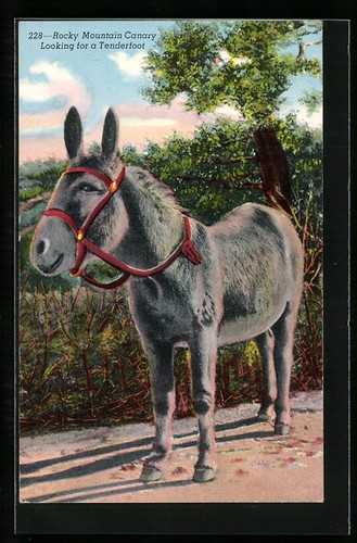 Rocky mountain canary looking - rocky,