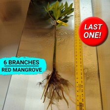 Red mangrove bonsai - bonsai, 36"