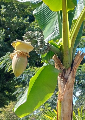 Samen bananen staude - samen,