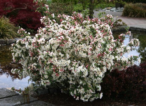 Zierapfel tina malus 60 - malus, 60-100