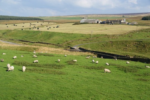 Foto schafe und silage von - a3,