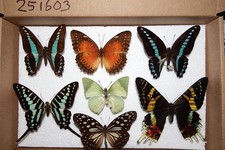 Insekten Schmetterlinge  7 Falter Afrika Asien  #251603