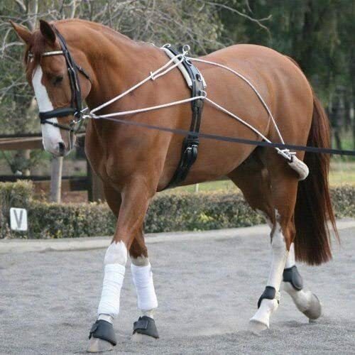 Horse pessoa - horse,