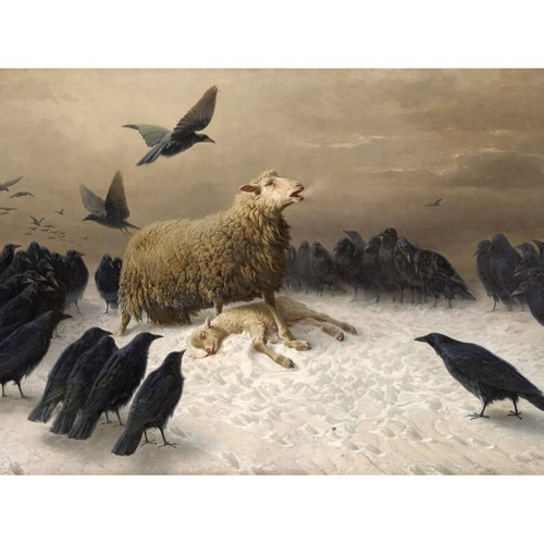 Schenck angst schafe - schenck,