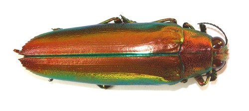 Coleoptera buprestidae - coleoptera,,
