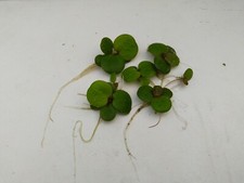 5 Stck Froschbiss Schwimmpflanze (Limnobium laevigatum) Aquarium,Teich 2,29/Stck