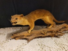 Iltis Marder Tierpräparat