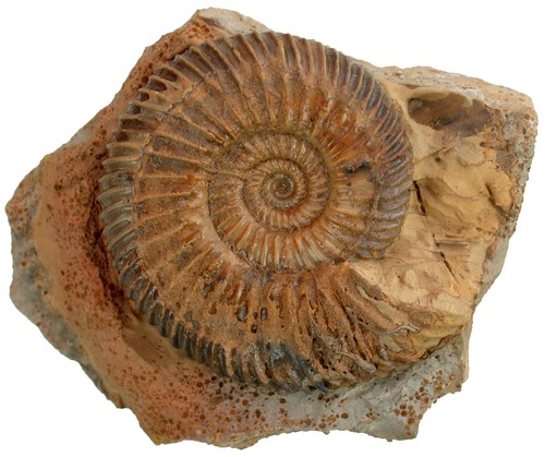 Dogger parkinsonia parkinsoni - dogger,
