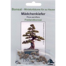 Bonsai samen von - -, pinus