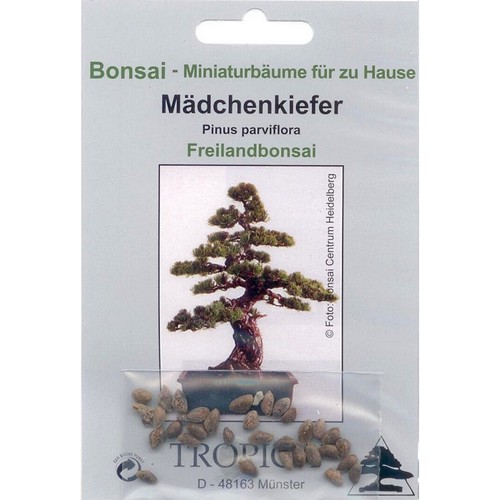 Bonsai samen von pinus - bonsai,