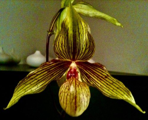 Paphiopedilum armeniacum