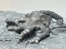 Barycrinus stellatus