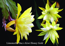Epicactussamen  13. Limoncello Due x Kiwi Honey Gold