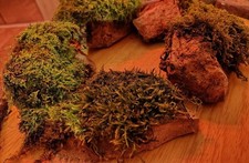 5x Terrarium Deko Steine