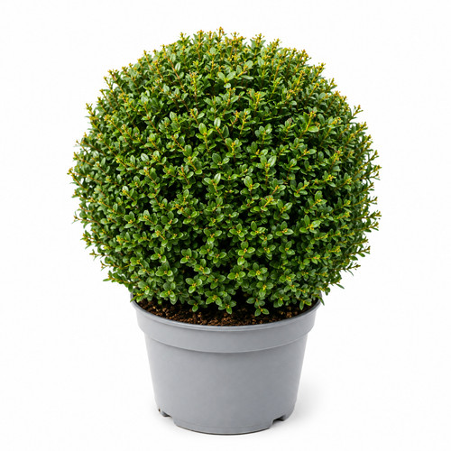 1st ilex crenata kugel xxl - crenata,