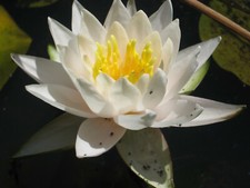 Zwerg seerose nymphaea walter - nymphaea,