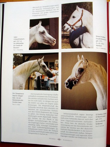 Araber almanach 50 jahre - araber,