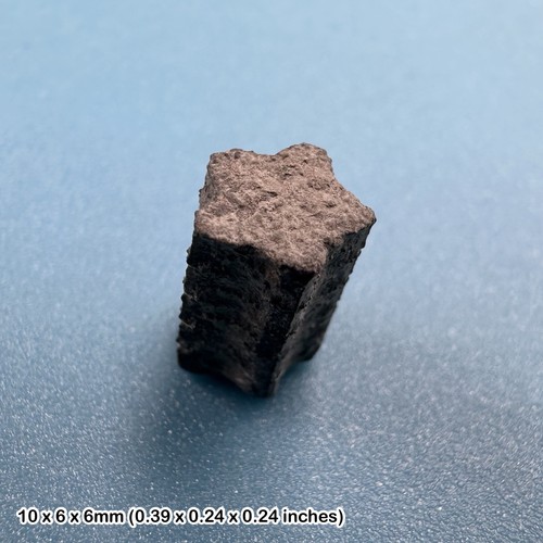 Jurassic crinoid star stem - crinoid,