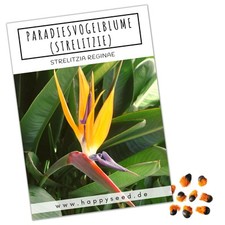 Strelitzie Samen (Strelitzia reginae, 4 Korn) - Exotische Paradiesvogelblume