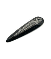 ✦ Orthoceras Fossil