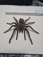 Haplopelma minax 17 cm Weibchen Schwarze Thai-Vogelspinne