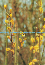 D154093 Michael G. Stekiel. Weidenkatzchen. Muttergenesungswerk