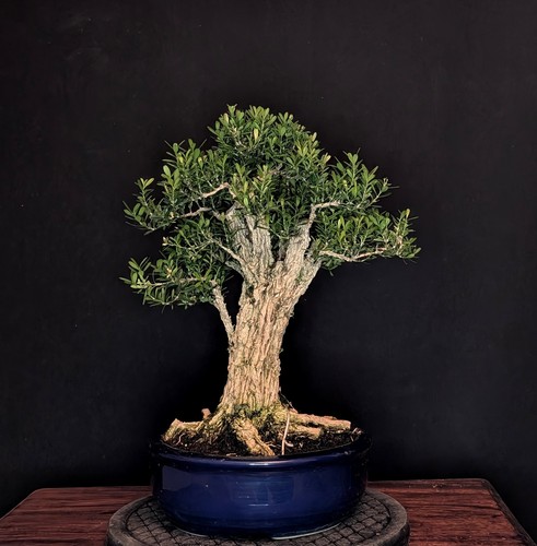 Bonsai chinesischer buchsbaum - chinesischer,