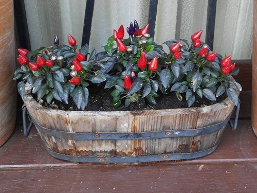 Samen bonsai chili - samen,