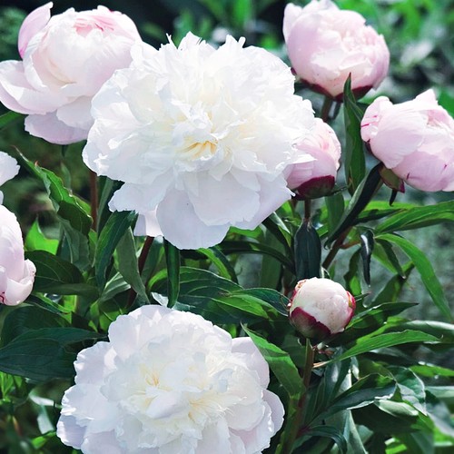 Päonie paeonia pfingstrose - päonie,
