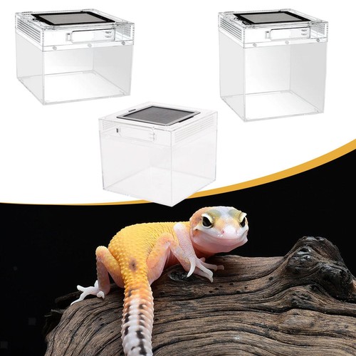 Reptilien-Terrarium-Zuchtbox