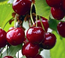 Kirschbaum LUCYNA 120-150 cm hoch