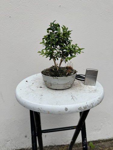 Bonsai prebonsai buxus - bonsai/prebonsai,