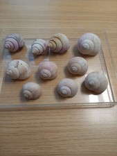 10 Schneckenhäuser leer 3,5-4 cm für Afrika Schneckenbuntbarsche Tanganjikassee