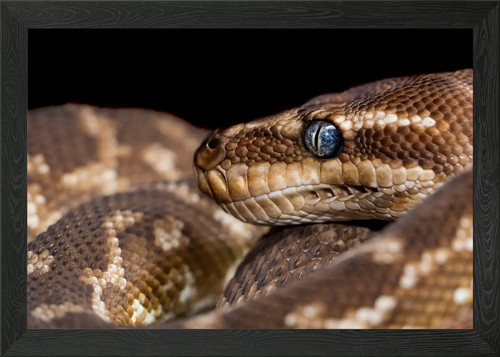 Python king gerahmtes - king, wandbild